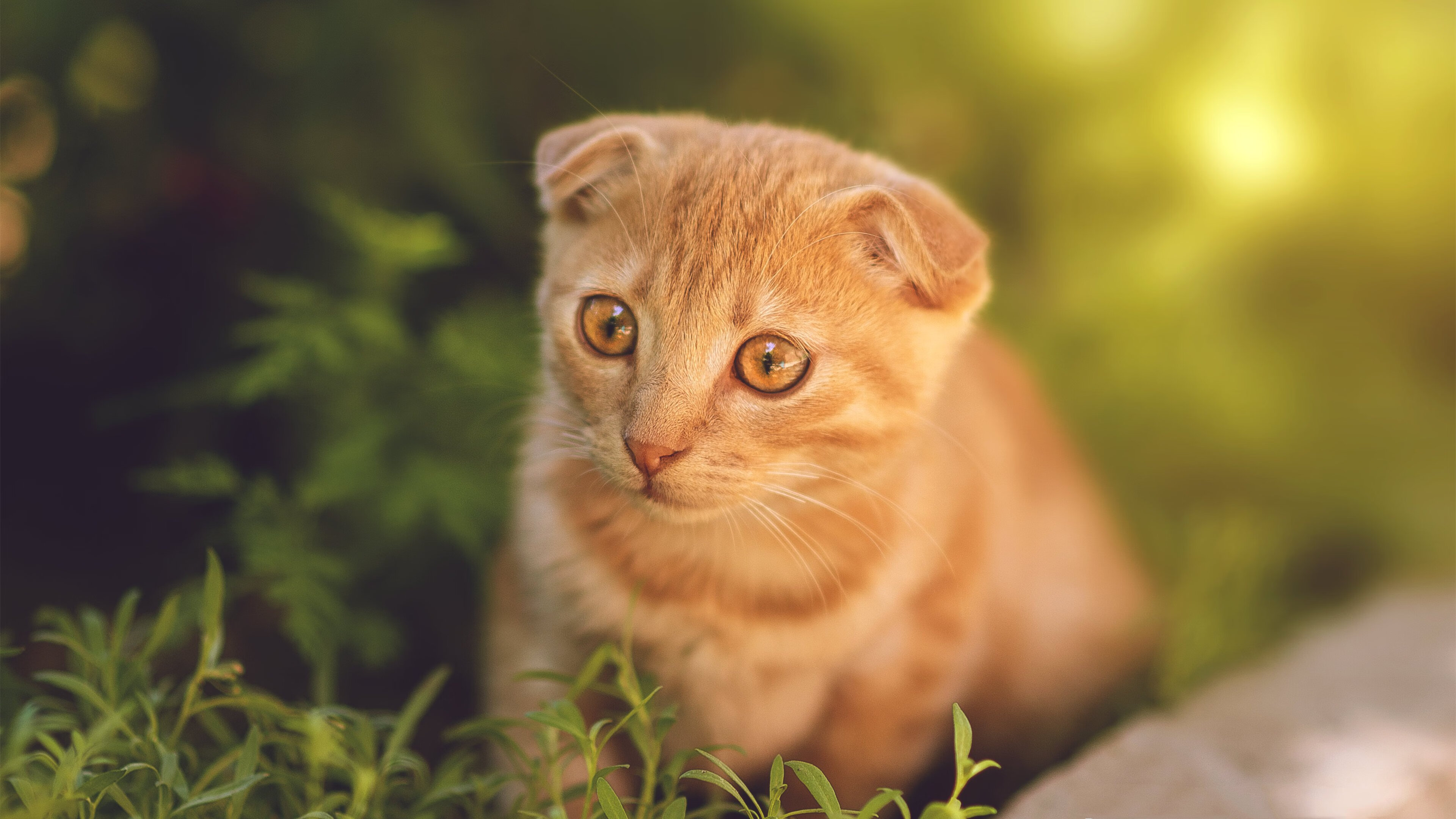 FB体育注册网址-_奇才队核心表现抢眼，球队稳步向前_，奇才队的球员名单