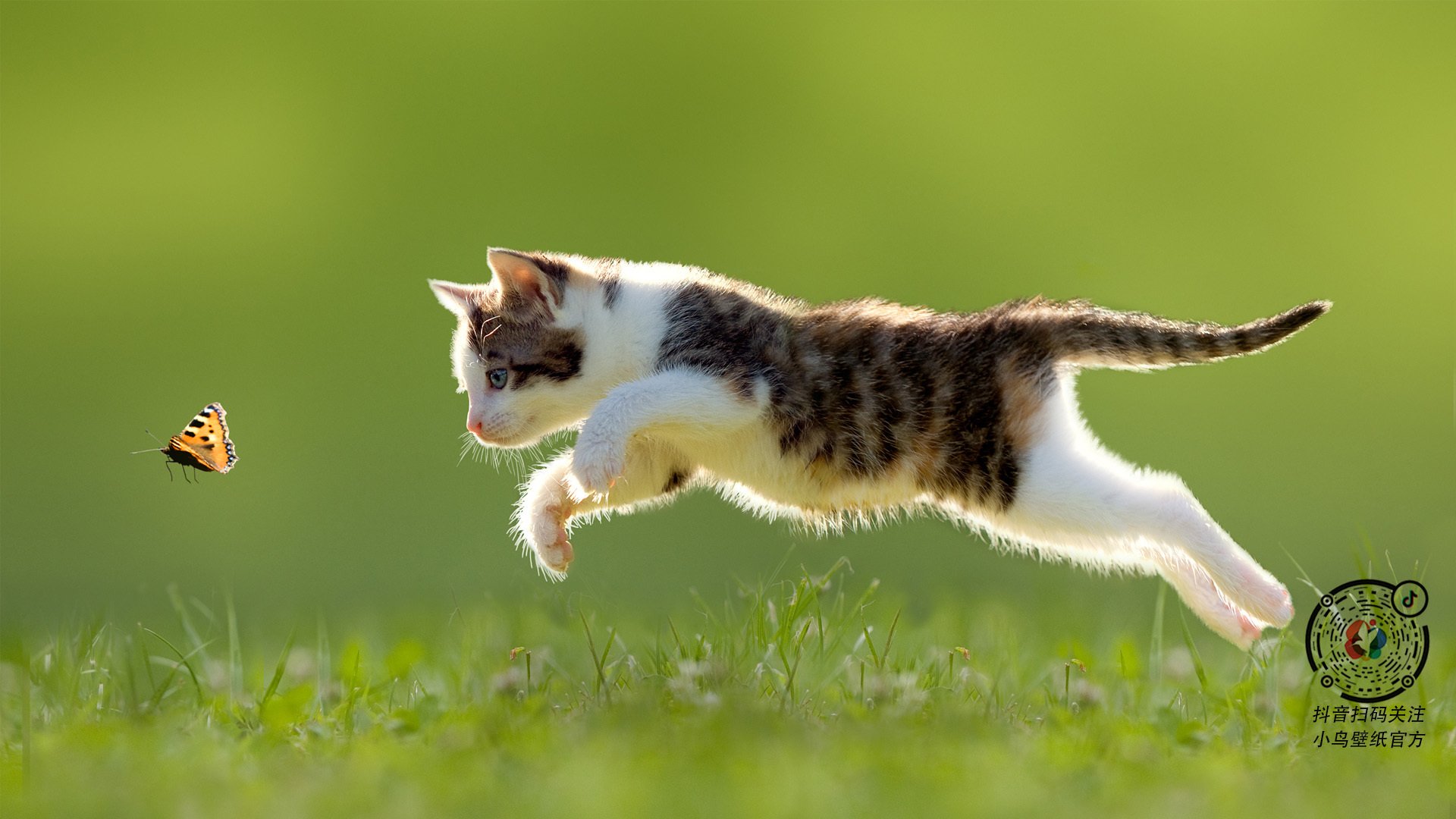 _篮网凭借团队合作连胜不断_，篮网又有什么新的签约