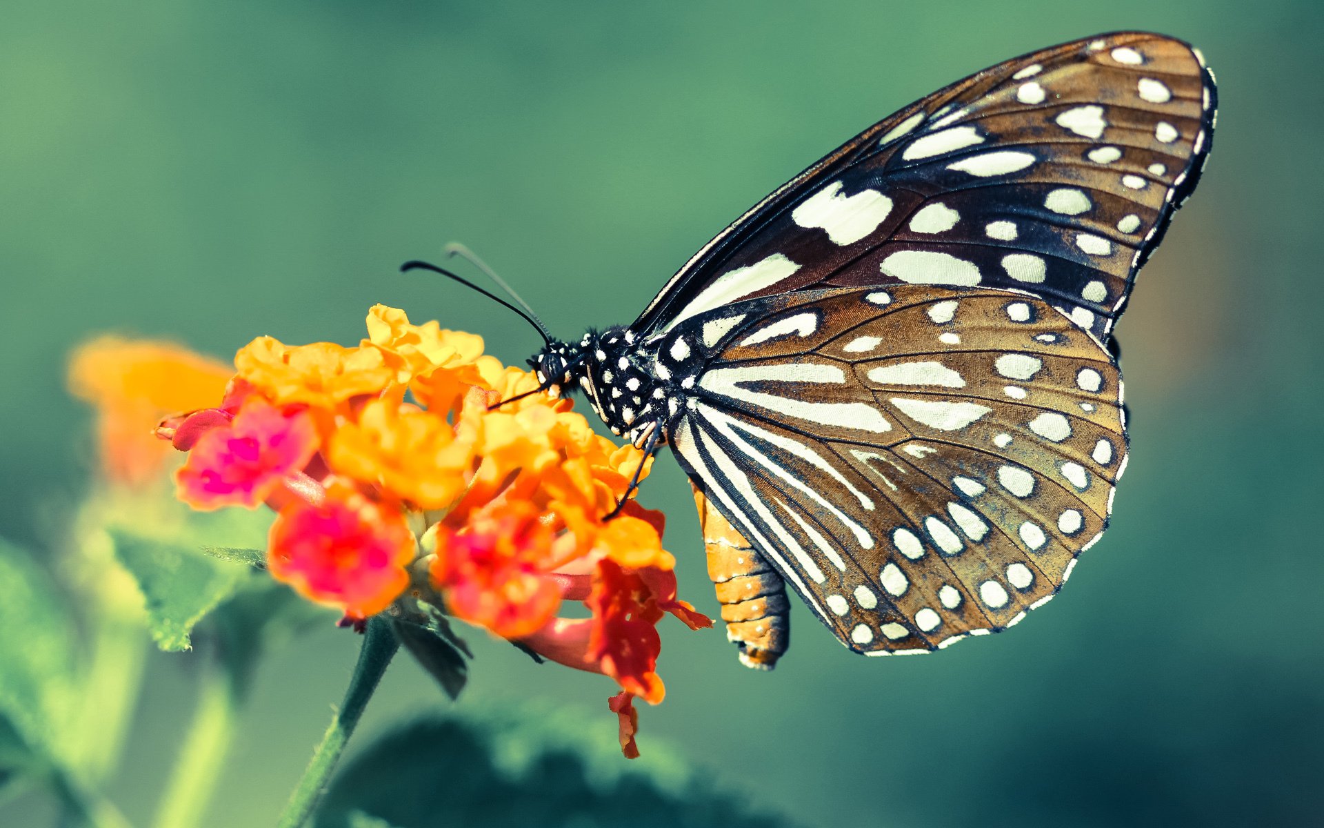 多特蒙德年轻中场崭露头角，迎来未来之星，多特蒙德 年轻