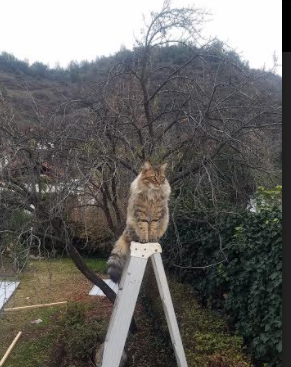 FB体育娱乐-斯特拉斯堡在法甲联赛中排名第十，斯特拉斯堡足球队