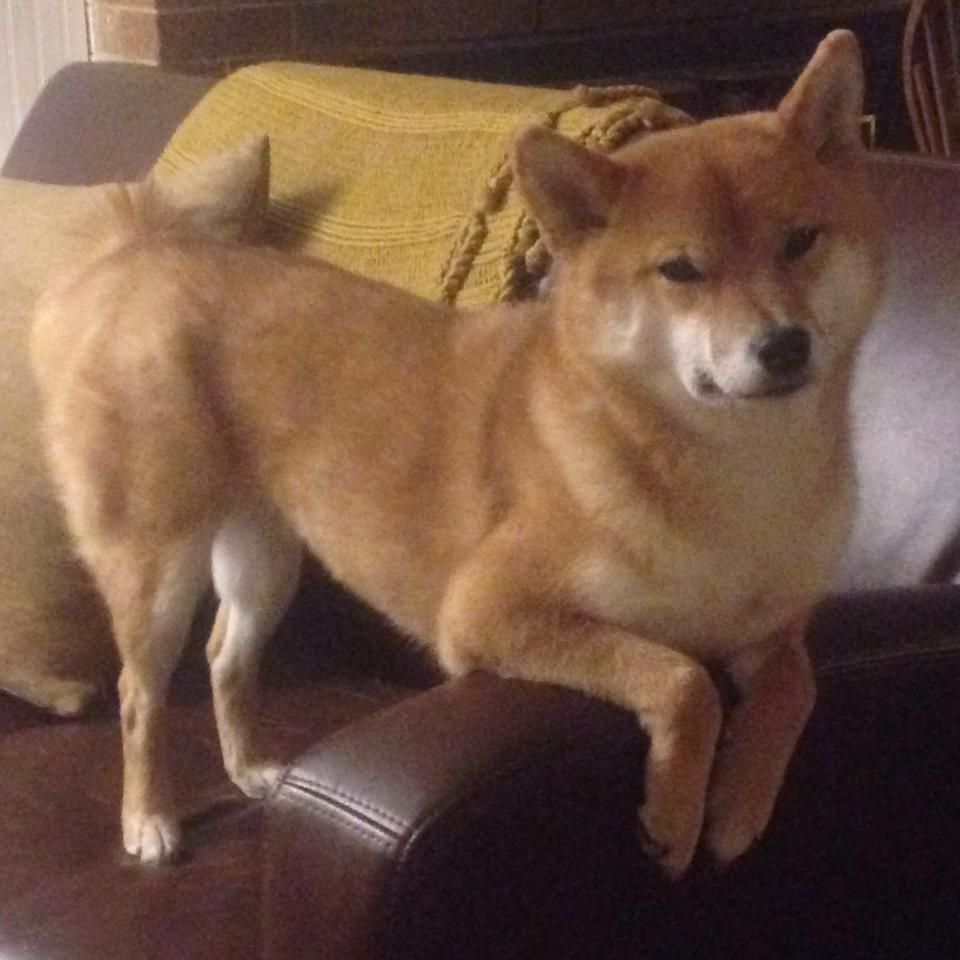 田径钻石联赛：顶级选手的荣耀舞台，田径钻石联赛2021总决赛