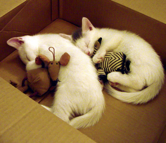 俱乐部转会是否存在利益冲突，俱乐部转会费