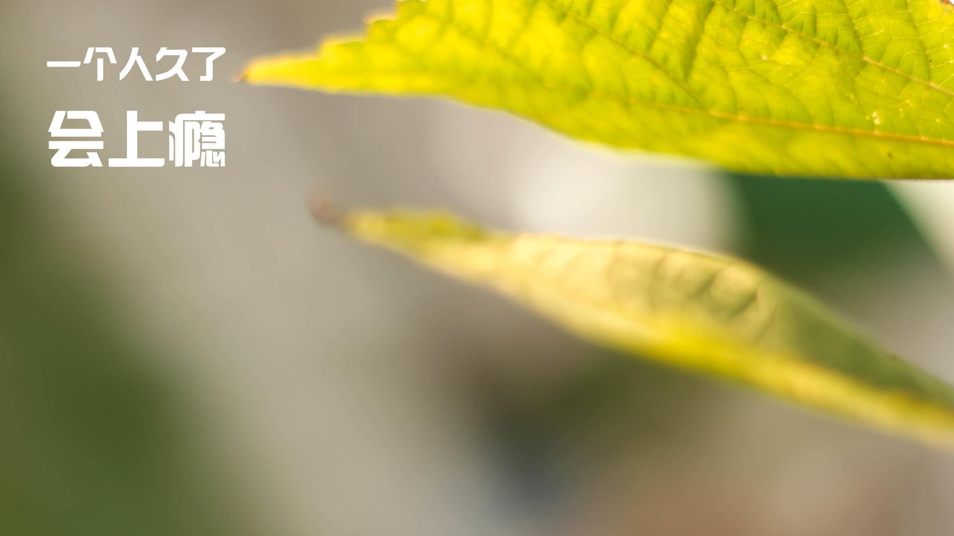 切尔西女足新赛季目标制定,切尔西女足什么水平