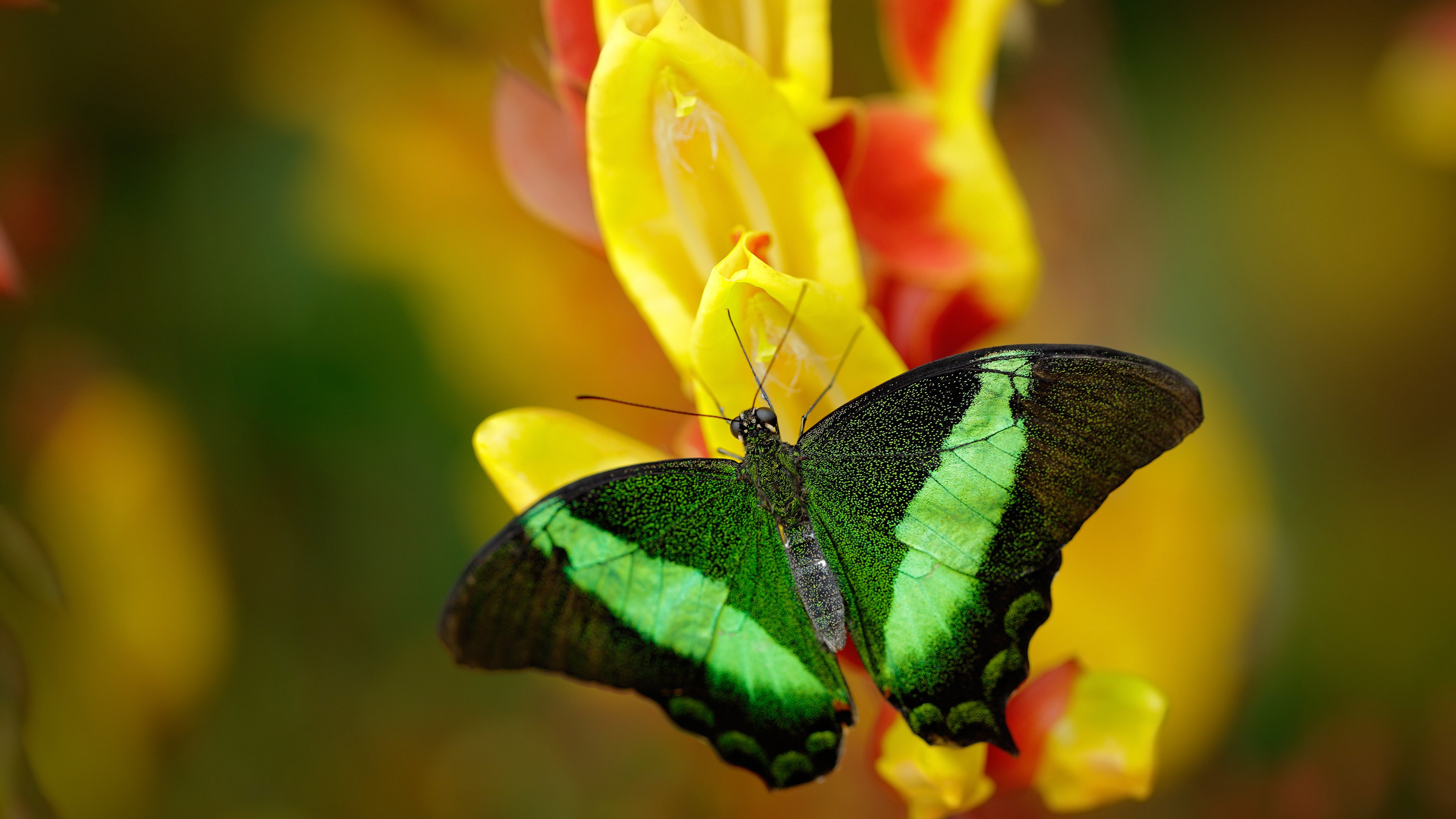 FB体育官方网站-女子足球大战再度掀起热潮，国脚势不可挡，女子足球比赛录像回放