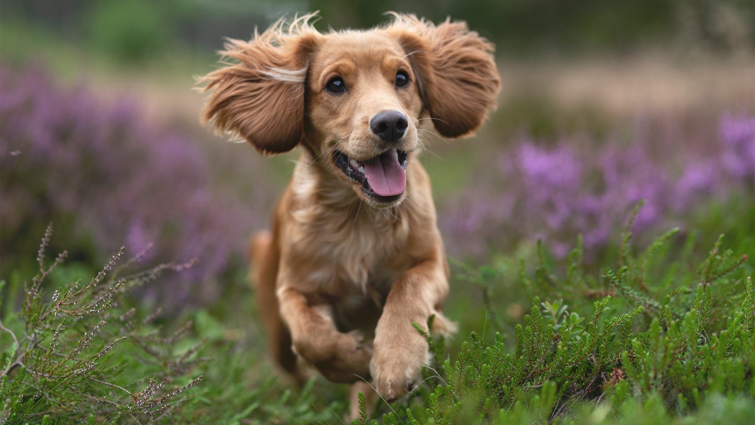 山东泰山新援表现获得认可，山东泰山外援引援最新消息