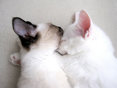 校园体育文化活动对学生心理健康的影响，学校体育对青少年心理方面的影响