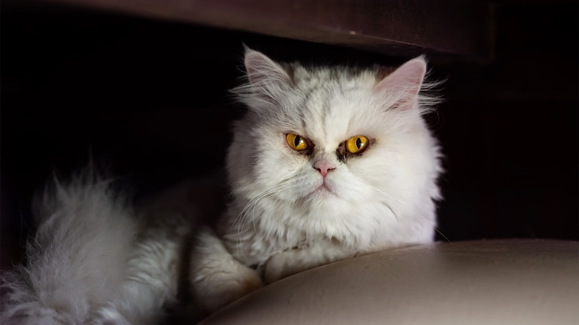 英超区域球迷群体特征与俱乐部运营策略匹配,英超球队球迷数量